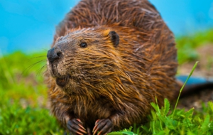 Beaver HD