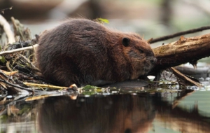 Beaver HD Background