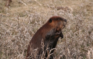 Beaver High Definition Wallpapers