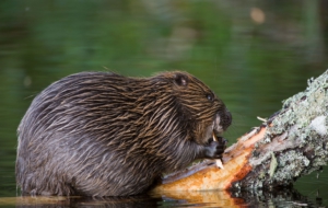 Beaver High Quality Wallpapers