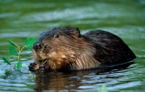 Beaver Images