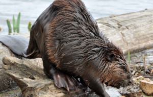 Beaver Photos