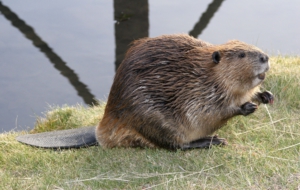 Beaver Wallpapers HD