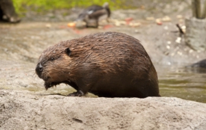 Beaver For Desktop