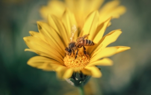Bee Desktop Images