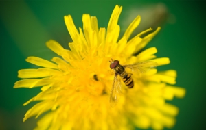 Bee HD Wallpaper