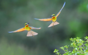 Bee Eater 4K