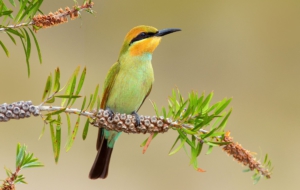 Bee Eater Computer Backgrounds