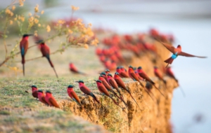 Bee Eater Desktop Wallpaper