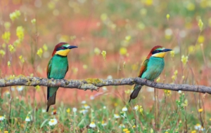 Bee Eater HD Desktop