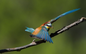 Bee Eater HD Wallpaper