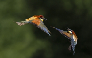 Bee Eater High Definition Wallpapers
