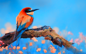 Bee Eater Full HD