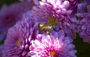 Bee For Desktop Background