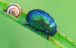 Beetle Desktop Images