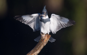 Belted Kingfisher Wallpaper
