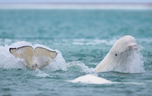 Beluga Whale Background