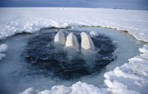 Beluga Whale Computer Backgrounds