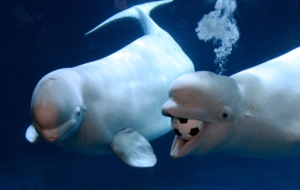 Beluga Whale Computer Wallpaper