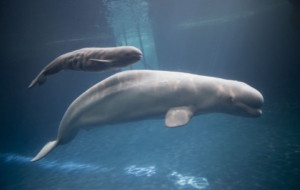 Beluga Whale High Definition Wallpapers