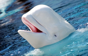 Beluga Whale For Desktop