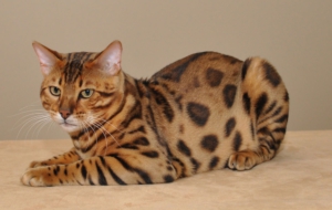 Bengal Cat Background