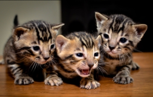 Bengal Cat Computer Backgrounds