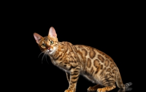 Bengal Cat Computer Wallpaper