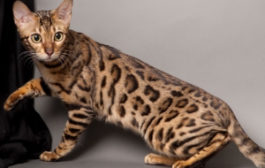 Bengal Cat Desktop