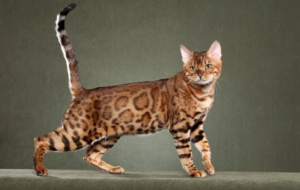 Bengal Cat HD