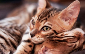 Bengal Cat HD Wallpaper