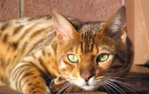 Bengal Cat High Definition