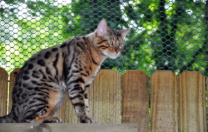Bengal Cat High Definition Wallpapers
