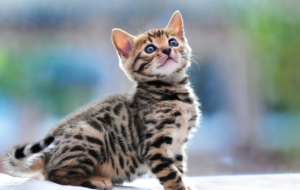 Bengal Cat High Quality Wallpapers
