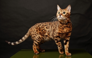 Bengal Cat For Desktop