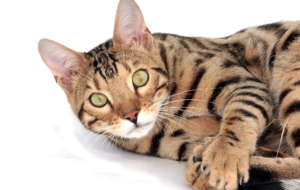 Bengal Cat Full HD