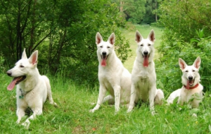 Berger Blanc Suisse HD