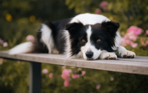 Best Images Of Border Collie