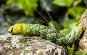 Best Images Of Caterpillar