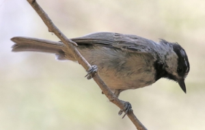 Best Images Of Chickadee