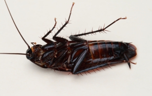 Best Images Of Cockroach