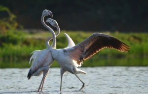Best Images Of Flamingo