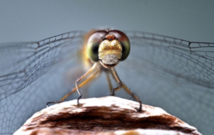 Best Images Of Flying Insects