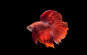 Betta Computer Wallpaper