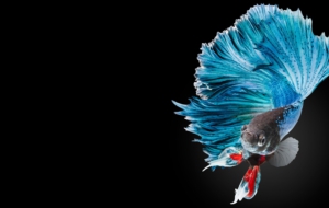 Betta High Definition Wallpapers