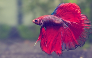 Betta Wallpaper