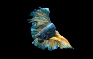 Betta Wallpapers