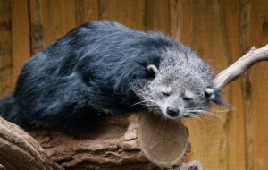Binturong 4K