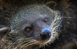 Binturong Wallpaper