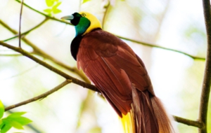 Bird Of Paradise Computer Wallpaper